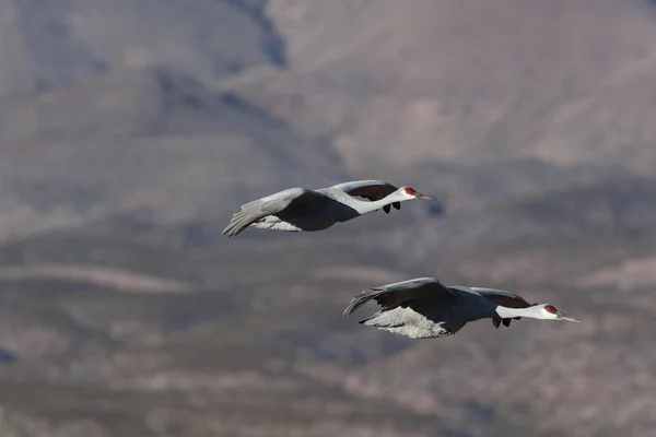 Sandhill Crane Bosque Del Apache Wildlife Reserve Nuevo México Invierno — Foto de Stock