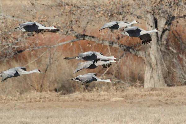 Sandhill Crane Bosque Del Apache Wildlife Reserve New Mexico Winter — Stock fotografie