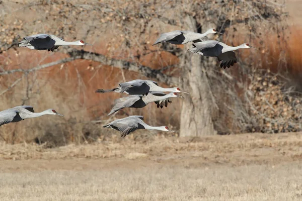 Sandhill Crane Bosque Del Apache Wildlife Reserve New Mexico Winter — Stockfoto