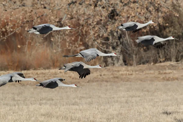 Sandhill Crane Bosque Del Apache Wildlife Reserve New Mexico Winter — Stockfoto