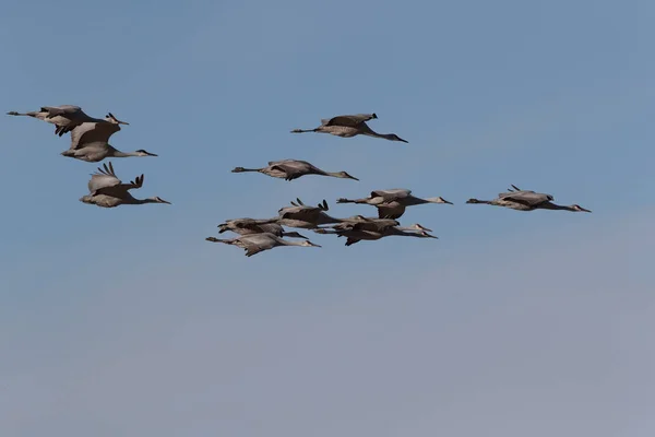 Sandhill Crane Bosque Del Apache Rezerwat Przyrody Nowy Meksyk Zimie — Zdjęcie stockowe