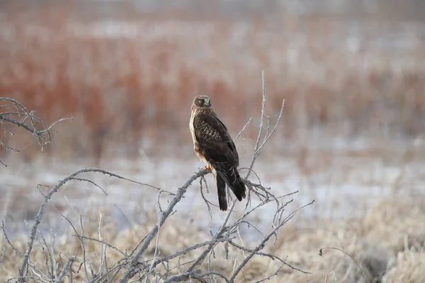 Northern Harrier Hawk Bosque Del Apache Reserva Vida Silvestre Nuevo — Foto de Stock