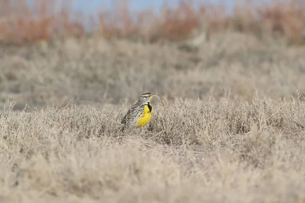 Western Meadowlark New Mexico Abd — Stok fotoğraf