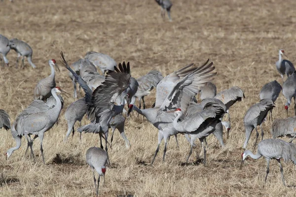 Sandhill Crane Bosque Del Apache Reserva Vida Selvagem Novo México — Fotografia de Stock