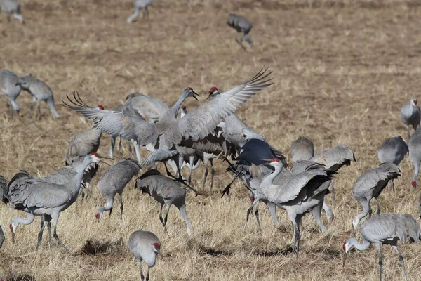 Sandhill Crane Bosque Del Apache Rezerwat Przyrody Nowy Meksyk Zimie — Zdjęcie stockowe