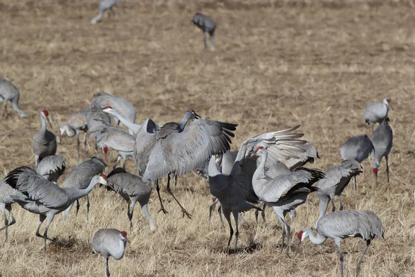 Sandhill Crane Bosque Del Apache Reserva Vida Selvagem Novo México — Fotografia de Stock