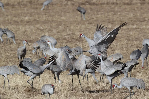 Sandhill Crane Bosque Del Apache Reserva Vida Selvagem Novo México — Fotografia de Stock