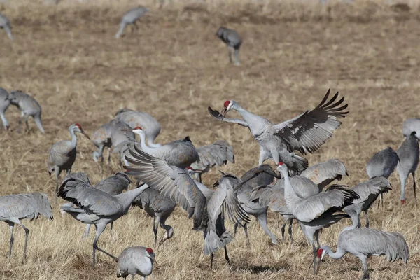 Sandhill Crane Bosque Del Apache Wildlife Reserve New Mexico Winter — Stock fotografie