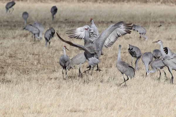 Sandhill Crane Bosque Del Apache Wildlife Reserve New Mexico Winter — 스톡 사진