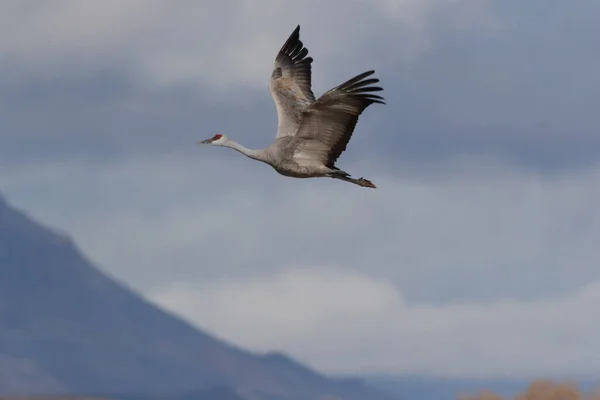 Sandhill Crane Bosque Del Apache Vadrezervátum Mexikó Télen Usa — Stock Fotó