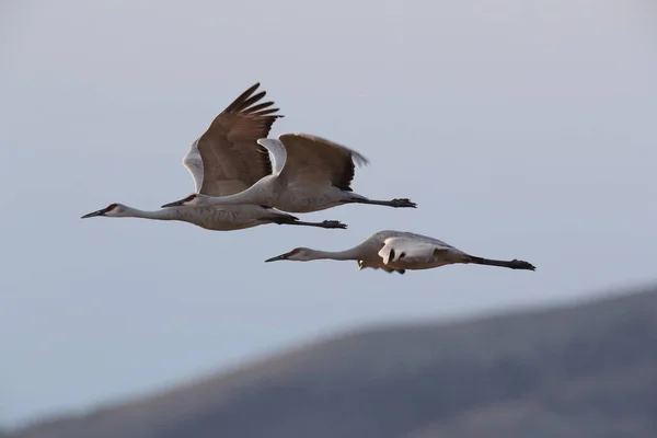 Grue Canada Bosque Del Apache Wildlife Reserve Nouveau Mexique Hiver — Photo