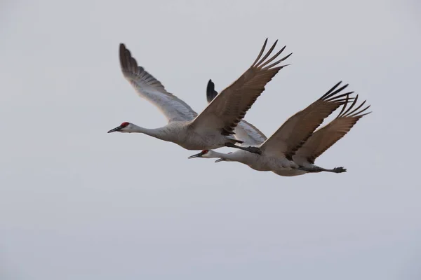 Sandhill Crane Bosque Del Apache Wildlife Reserve New Mexico Winter — Stockfoto