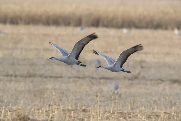 Sandhill Crane Bosque Del Apache Wildlife Reserve Nuevo México Invierno — Foto de Stock