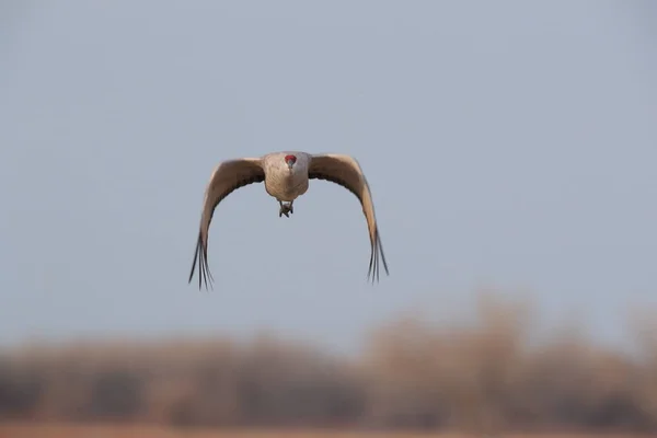 Sandhill Crane Bosque Del Apache Wildlife Reserve Nuevo México Invierno — Foto de Stock