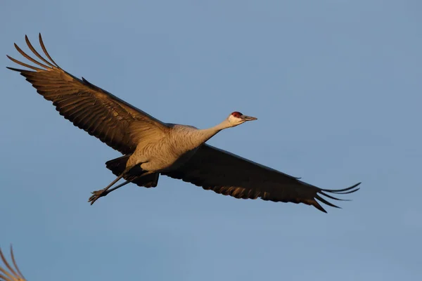 Sandhill Crane Bosque Del Apache Vahşi Yaşam Bölgesi New Mexico — Stok fotoğraf