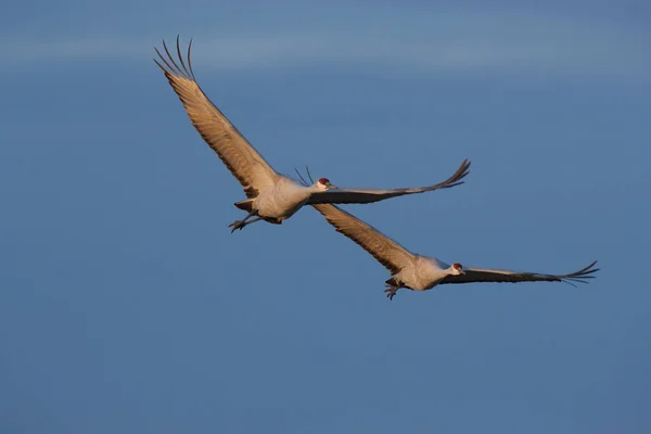 Sandhill Crane Bosque Del Apache Reserva Vida Selvagem Novo México — Fotografia de Stock