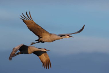 Sandhill Crane Bosque del Apache Wildlife Reserve New Mexico in Winter , USA clipart