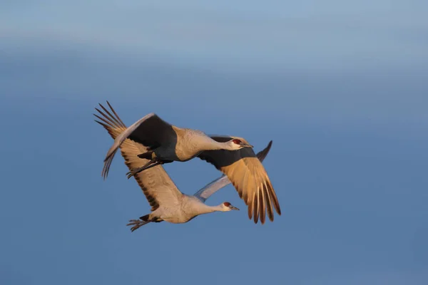 Sandhill Crane Bosque Del Apache Reserva Vida Selvagem Novo México — Fotografia de Stock