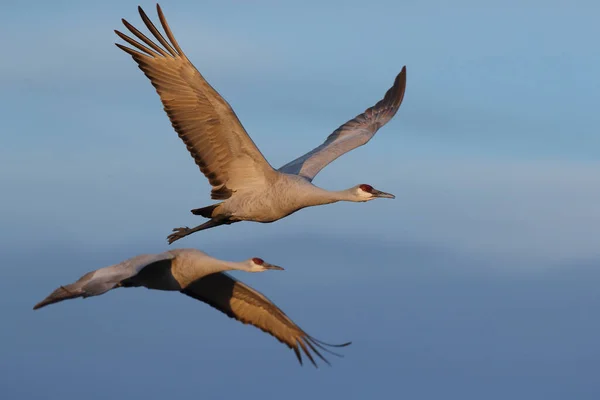 Sandhill Crane Bosque Del Apache Reserva Vida Selvagem Novo México — Fotografia de Stock