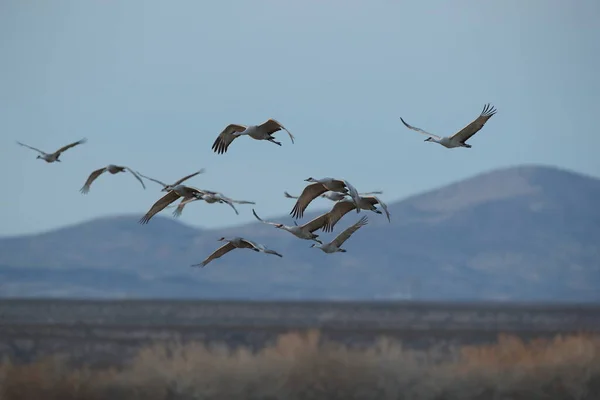 Sandhill Crane Bosque Del Apache Reserva Vida Selvagem Novo México — Fotografia de Stock