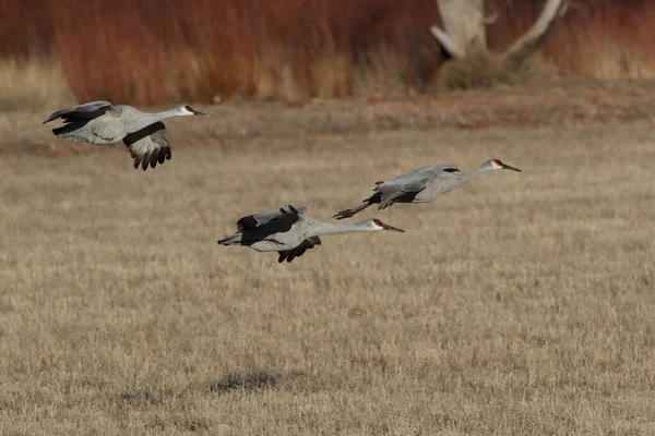 Sandhill Crane Bosque Del Apache Wildlife Reserve Nuevo México Invierno —  Fotos de Stock