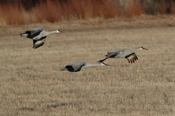 新墨西哥州尤萨州冬季的Sandhill Crane Bosque Del Apache野生动物保护区 — 图库照片