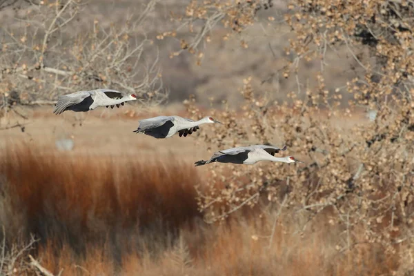 Sandhill Crane Bosque Del Apache Rezerwat Przyrody Nowy Meksyk Zimie — Zdjęcie stockowe