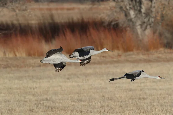 Sandhill Crane Bosque Del Apache Wildlife Reserve New Mexico Winter — Stock fotografie