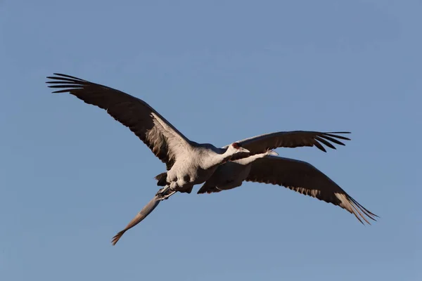 Sandhill Crane Bosque Del Apache Wildlife Reserve New Mexico Winter — стоковое фото