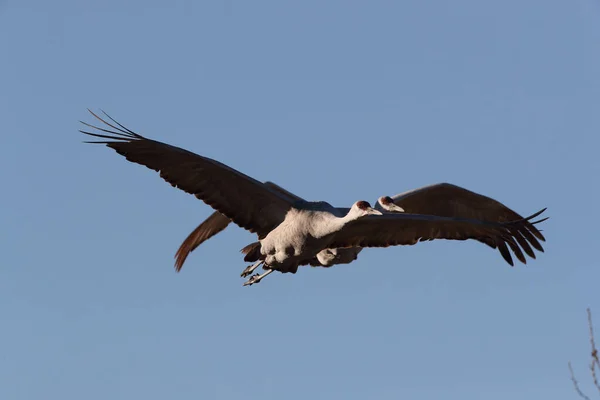 Sandhill Crane Bosque Del Apache Wildlife Reserve New Mexico Winter — стоковое фото