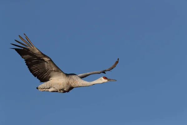 Sandhill Crane Bosque Del Apache Reserva Vida Selvagem Novo México — Fotografia de Stock