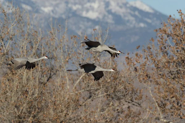 Sandhill Crane Bosque Del Apache Reserva Vida Selvagem Novo México — Fotografia de Stock