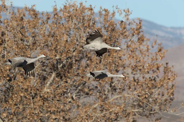 Sandhill Crane Bosque Del Apache Rezerwat Przyrody Nowy Meksyk Zimie — Zdjęcie stockowe