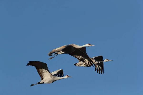 Sandhill Crane Bosque Del Apache Reserva Vida Selvagem Novo México — Fotografia de Stock