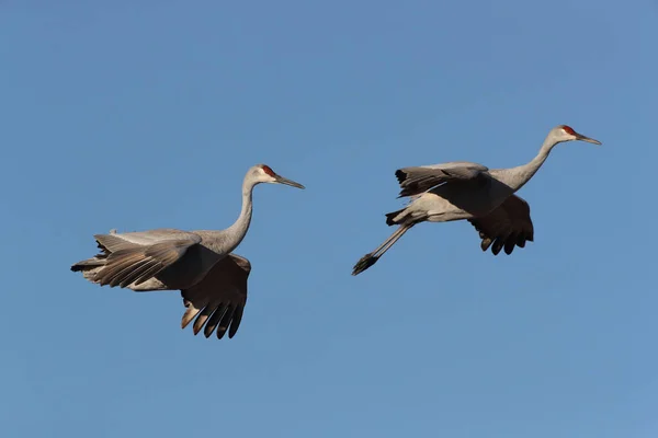 Grue Canada Bosque Del Apache Wildlife Reserve Nouveau Mexique Hiver — Photo