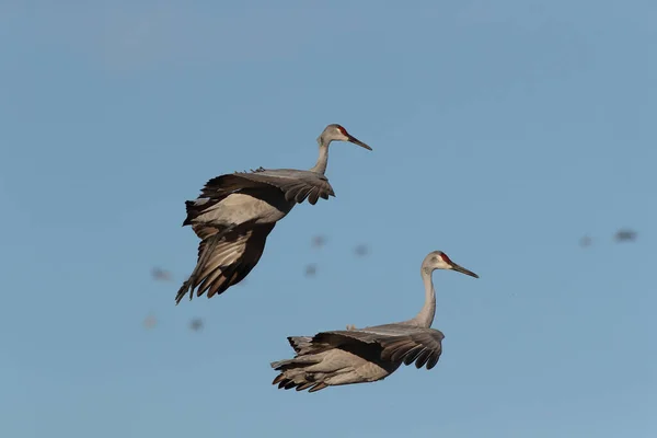 Sandhill Crane Bosque Del Apache Rezerwat Przyrody Nowy Meksyk Zimie — Zdjęcie stockowe