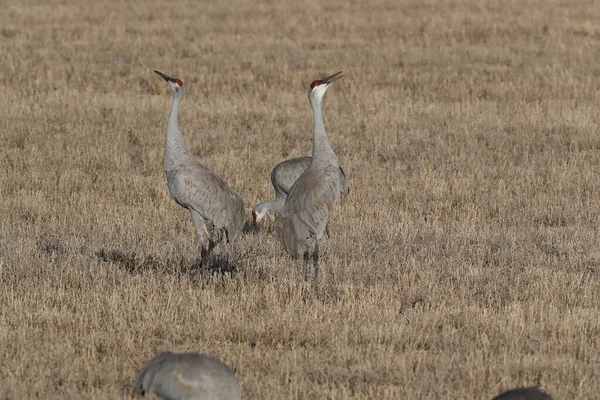 Sandhill Crane Bosque Del Apache Wildlife Reserve New Mexico Winter — Stockfoto