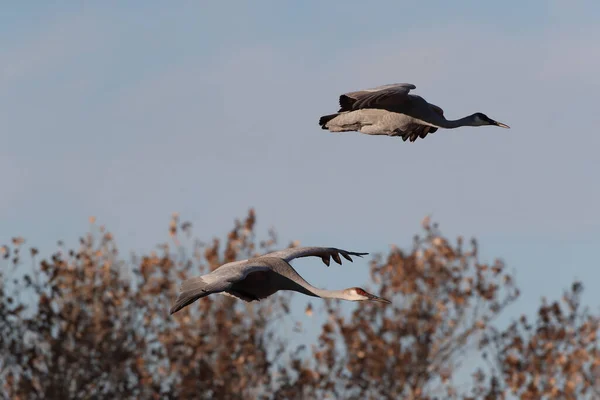 Sandhill Crane Bosque Del Apache Wildlife Reserve Nuovo Messico Inverno — Foto Stock