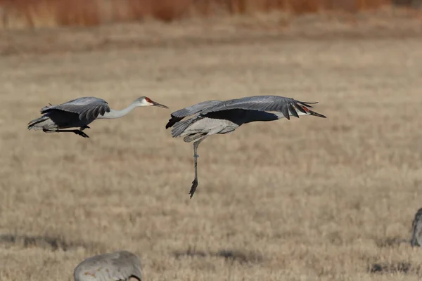 Sandhill Crane Bosque Del Apache Rezerwat Przyrody Nowy Meksyk Zimie — Zdjęcie stockowe