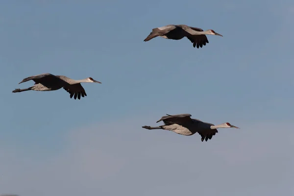 新墨西哥州尤萨州冬季的Sandhill Crane Bosque Del Apache野生动物保护区 — 图库照片