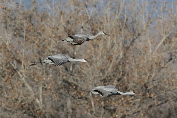 Sandhill Crane Bosque Del Apache Rezerwat Przyrody Nowy Meksyk Zimie — Zdjęcie stockowe