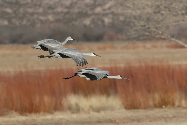 Sandhill Crane Bosque Del Apache Rezerwat Przyrody Nowy Meksyk Zimie — Zdjęcie stockowe