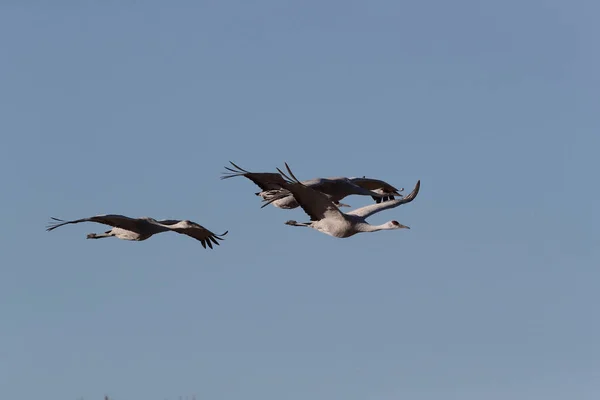 Sandhill Crane Bosque Del Apache Reserva Vida Selvagem Novo México — Fotografia de Stock