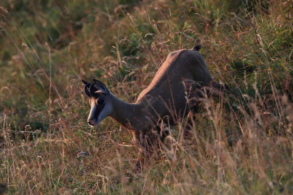 Chamois Rupicapra Rupicapra Vogesen Berge Frankreich — Stockfoto