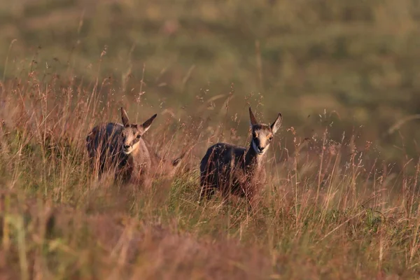 Chamois Rupicapra Rupicapra Vosges Mountains France — стокове фото