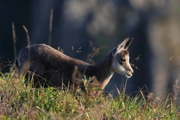 Chamois Rupicapra Rupicapra Vosgos Montañas Francia —  Fotos de Stock