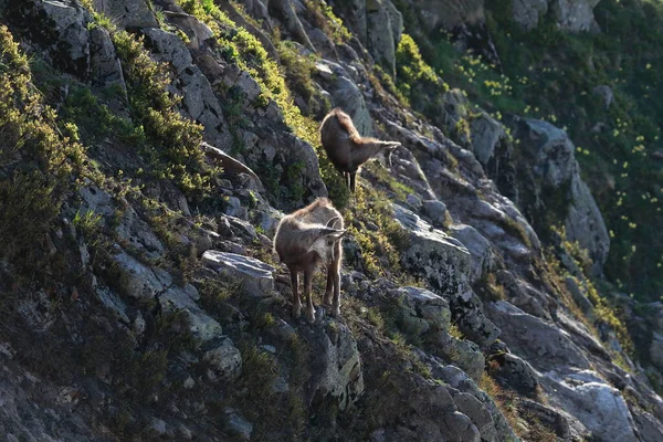 Chamois Rupicapra Rupicapra Vogesen Berge Frankreich — Stockfoto