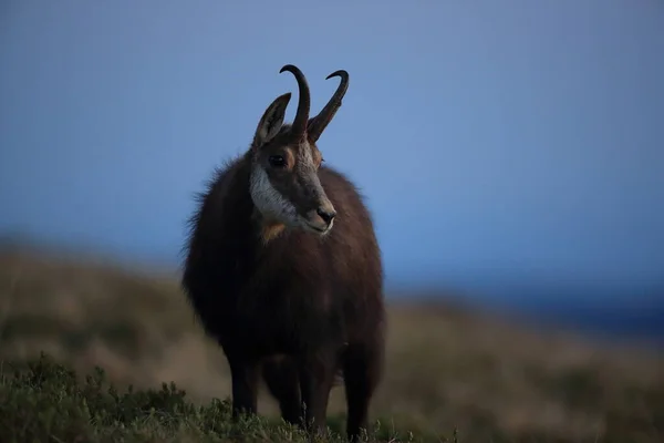 Chamois Rupicapra Rupicapra Vosges Mountains France — стокове фото