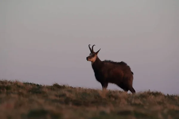 Chamois Rupicapra Rupicapra Vosges Mountains France — 图库照片