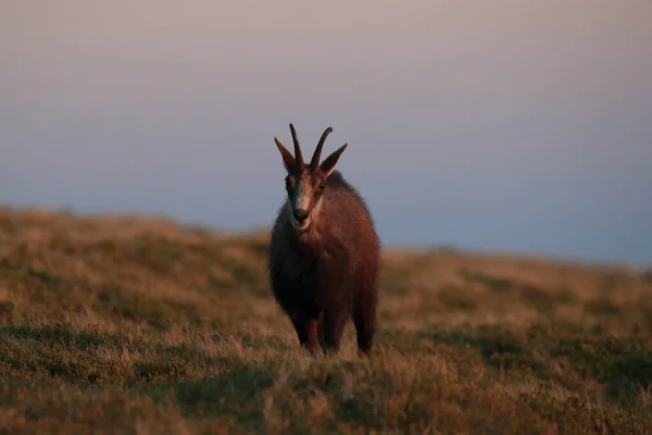 Chamois Rupicapra Rupicapra Montagne Dei Vosgi Francia — Foto Stock